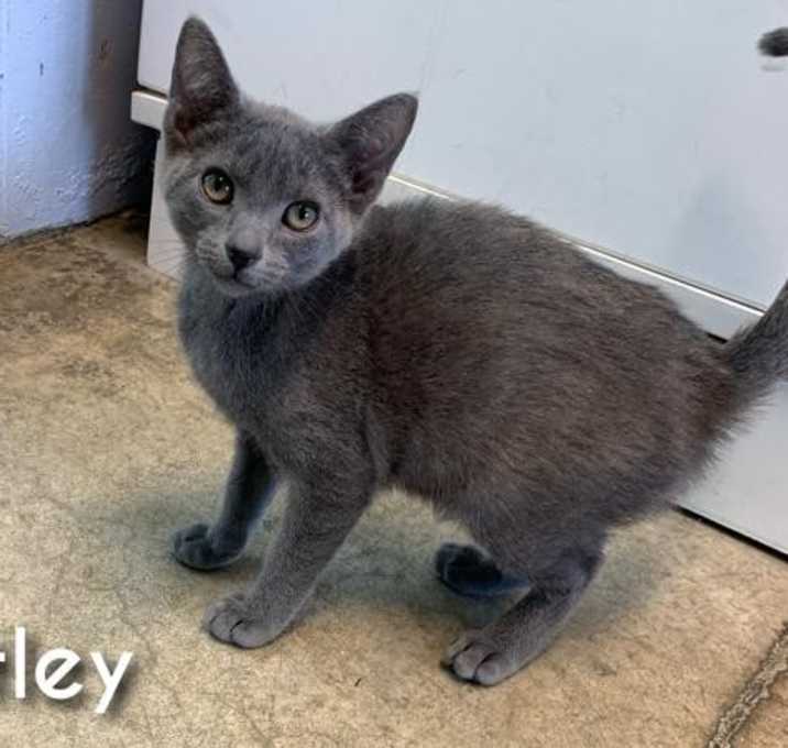 Photo of Bentley