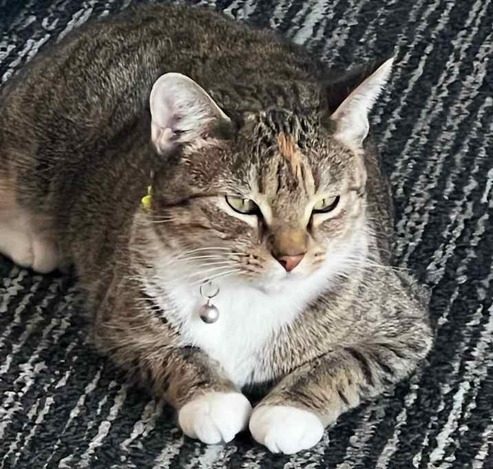Photo of Layla