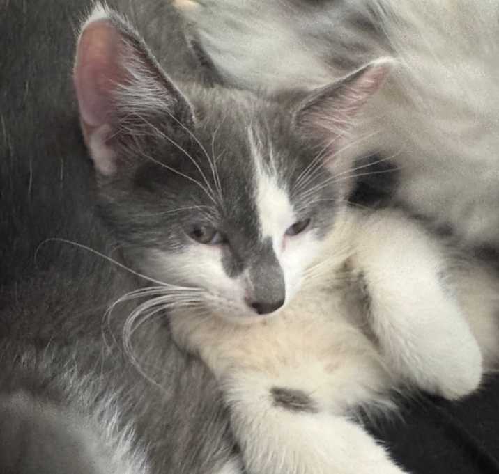 Photo of Ember