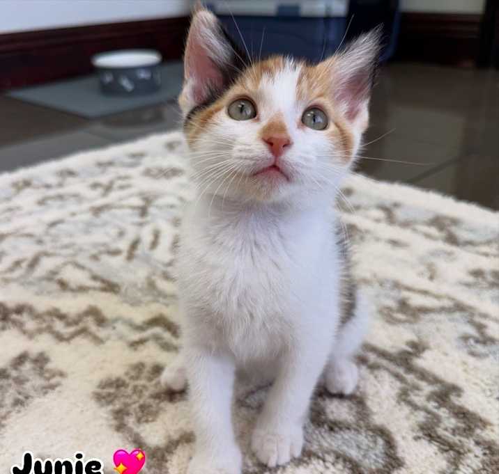 Photo of Junie