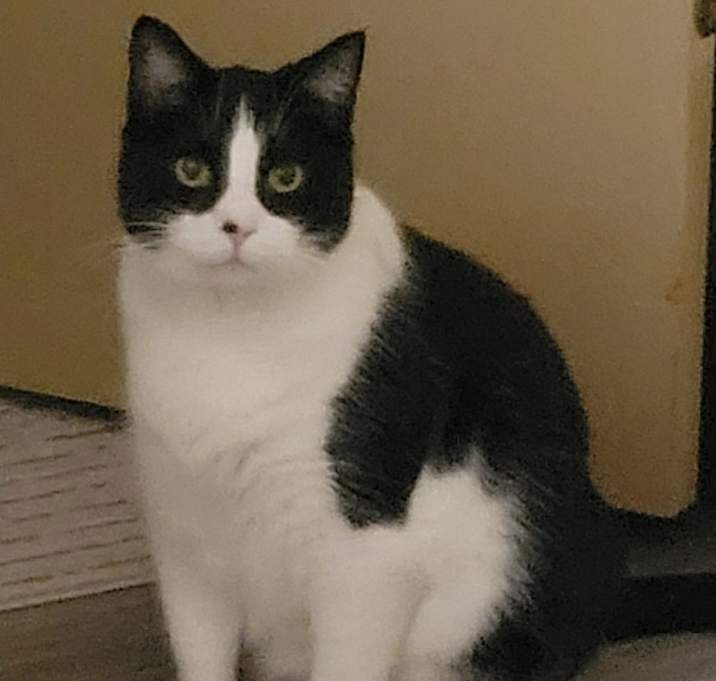 Photo of Hello kitty