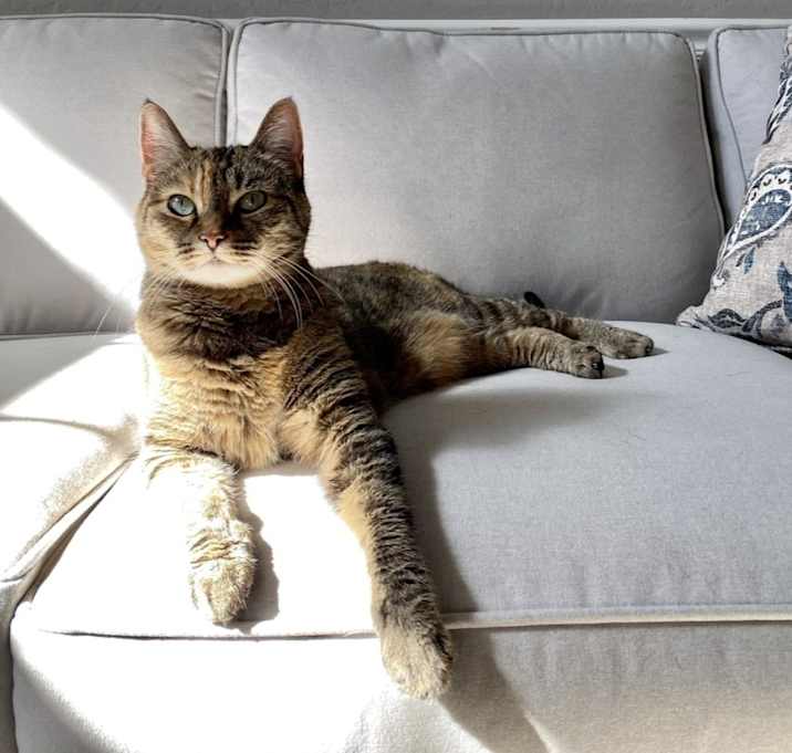 Photo of Nala