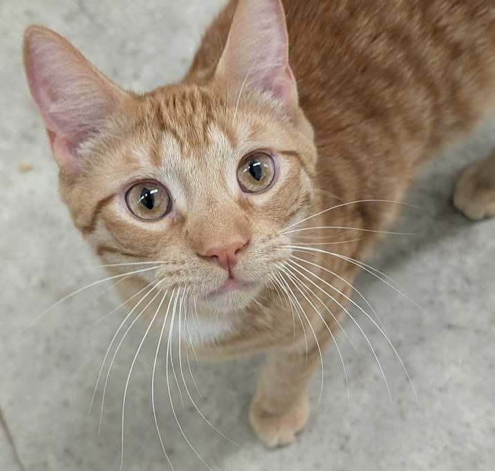 Photo of Cedar