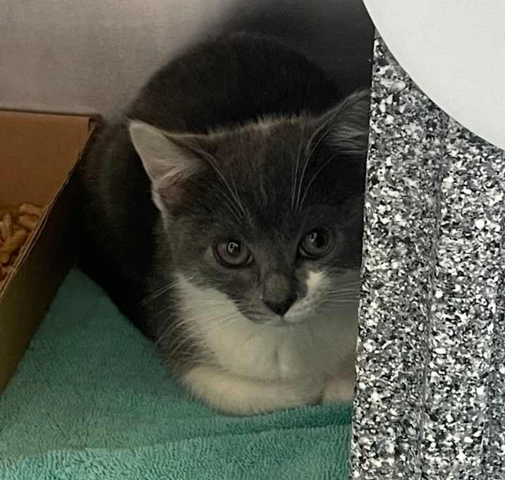 Photo of Pico de Gato - IN FOSTER