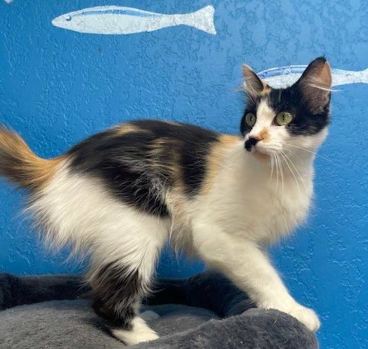 Photo of Kiki