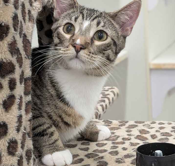 Photo of Buddy