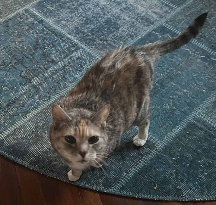 Photo of Miss Kitty
