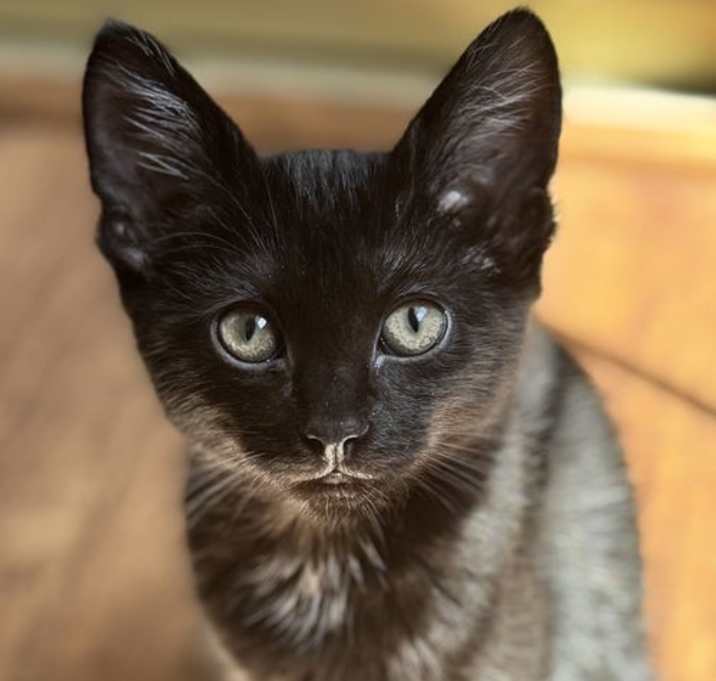 Photo of Shelby - Sweet & Sassy
