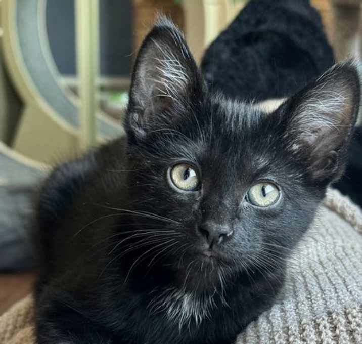 Photo of Ford - Classic, All-American Kitten