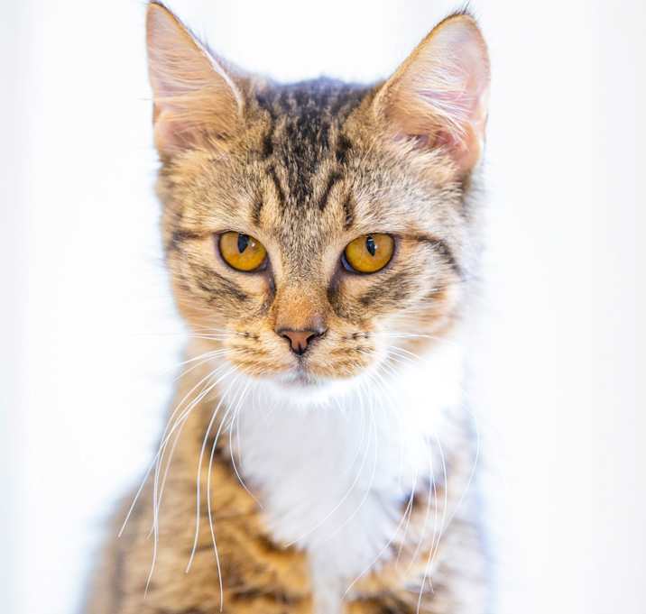 Photo of Amber