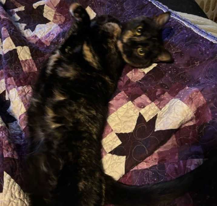 Photo of Skittles