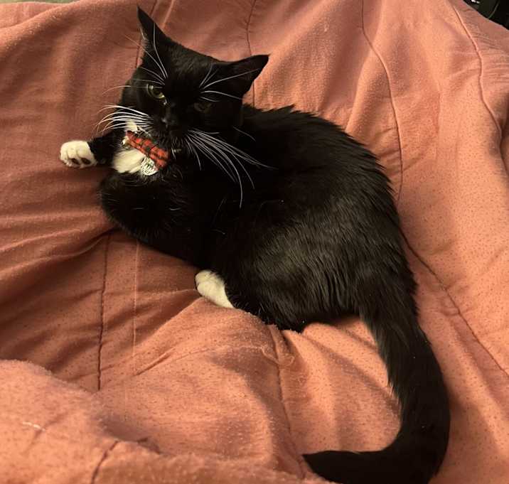 Photo of Tuxy