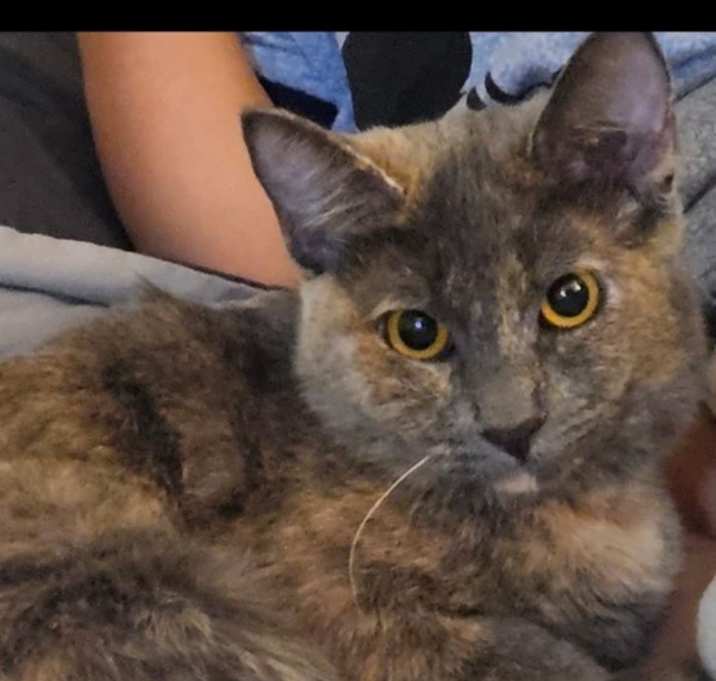 Photo of Mischa