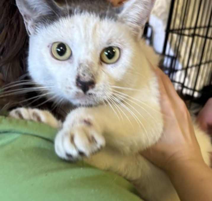 Photo of Elizabeth (Cocoa)