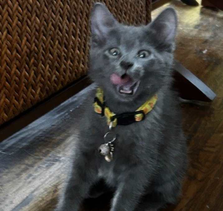 Photo of Little Grey