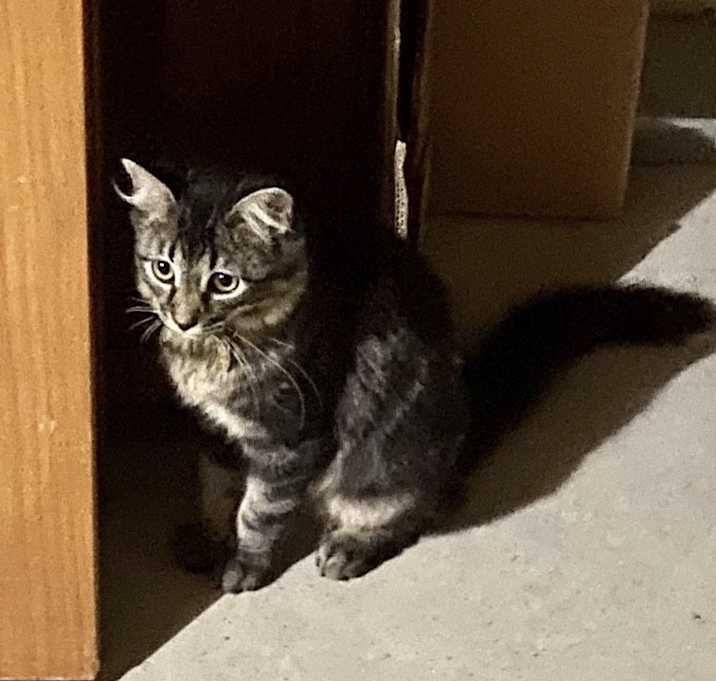 Photo of Loki