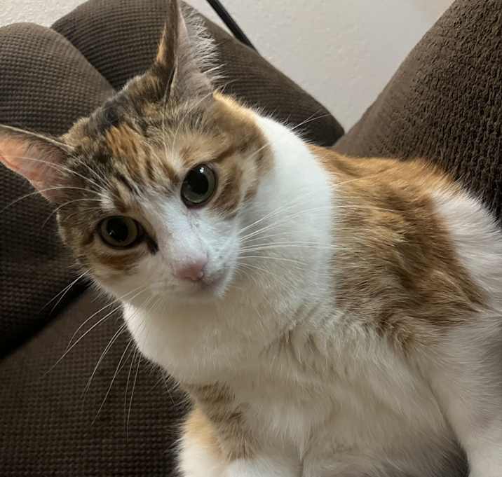 Photo of Rue