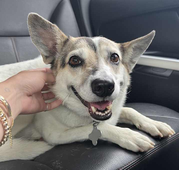 Photo of Bo (Dog , didn’t mean to list as a cat)