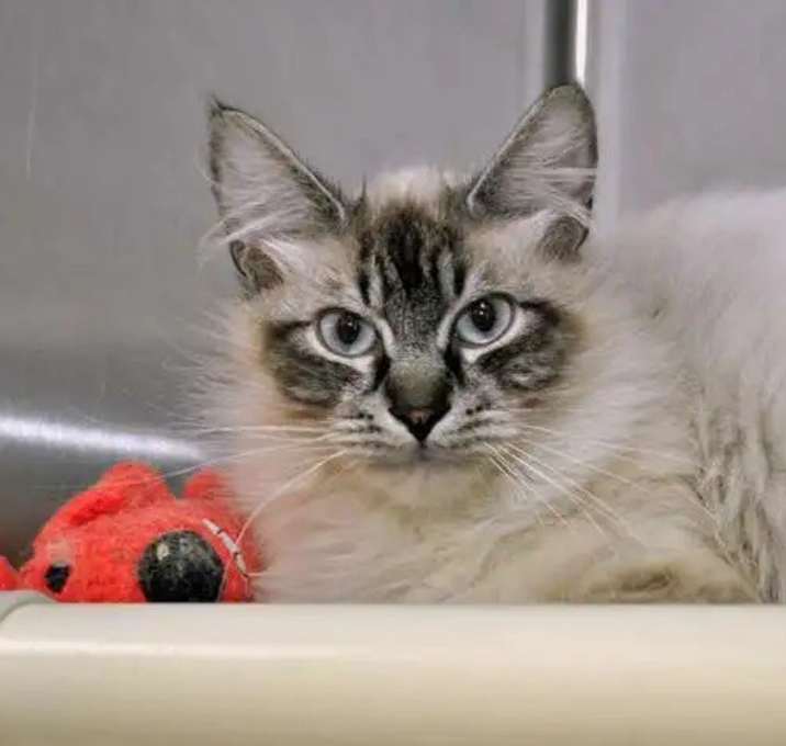Photo of Fable