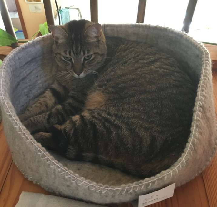 Photo of Murphy