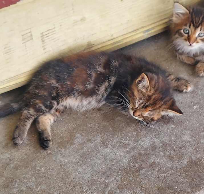 Photo of Kittens