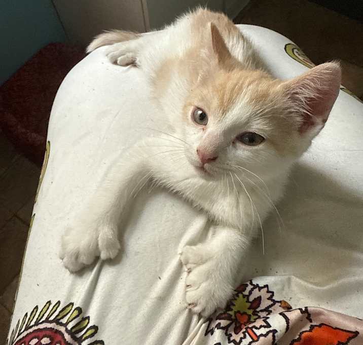 Photo of Caramel
