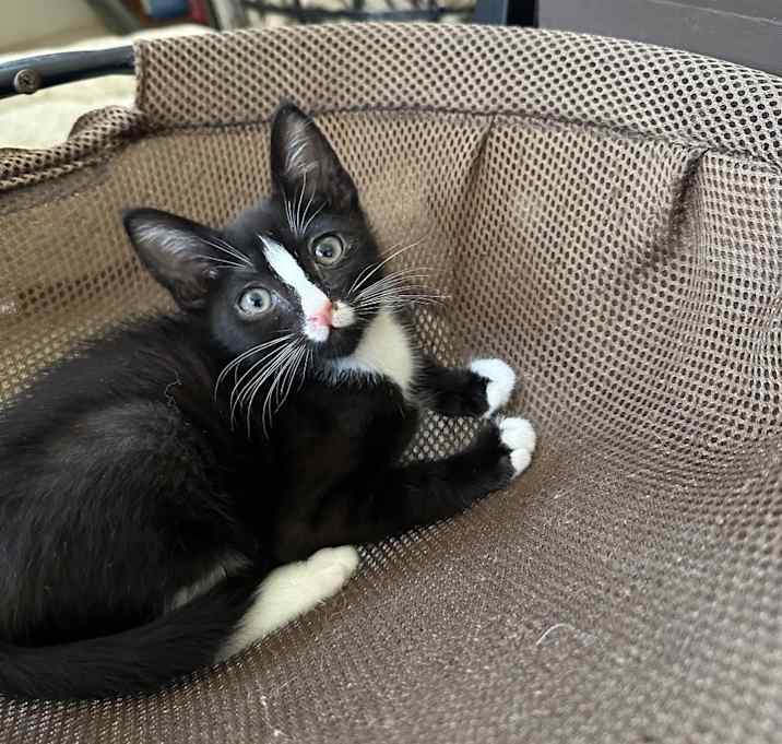 Photo of Nugget