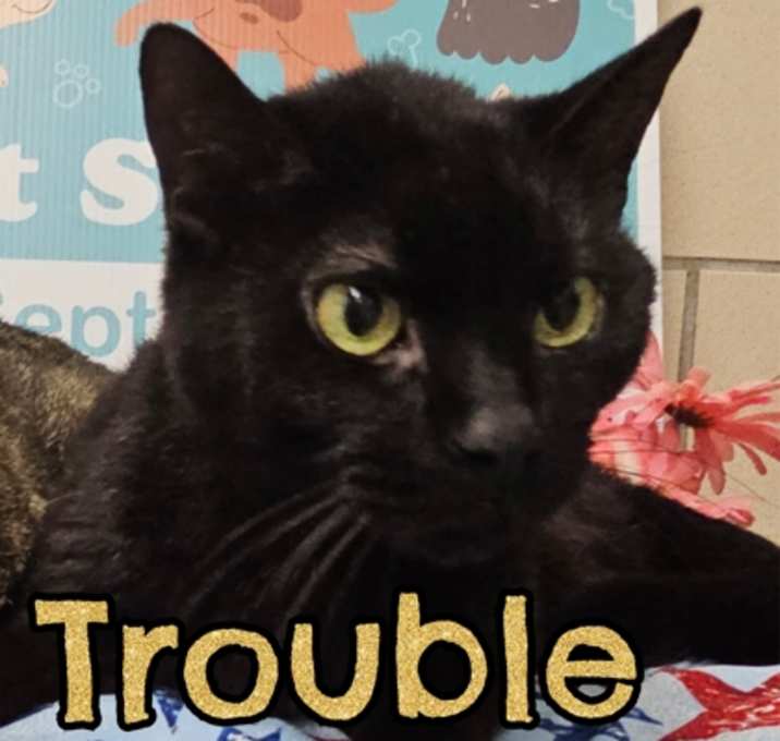 Photo of Trouble