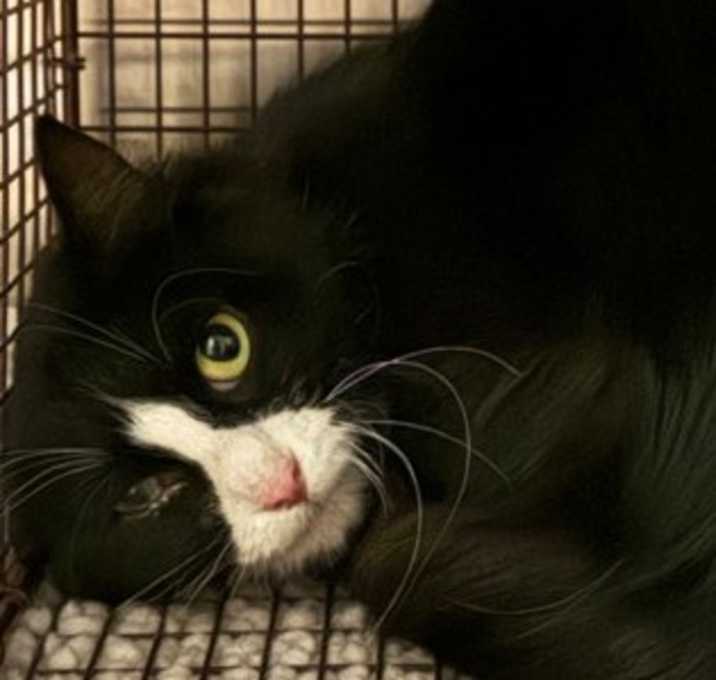 Photo of Banksy *Barn Cat*