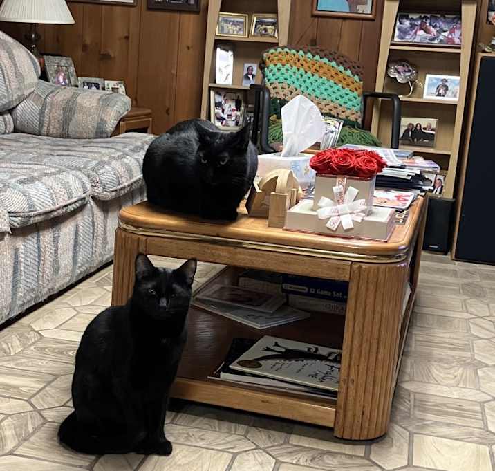 Photo of Felix and Shadow