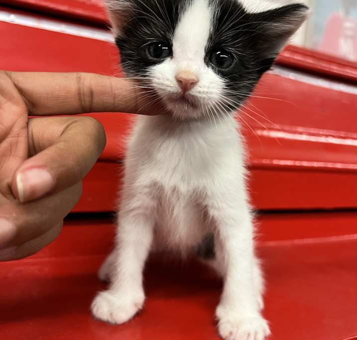 Photo of Sweets, Bond, Mochi, Boo, Button, Pipsqueak
