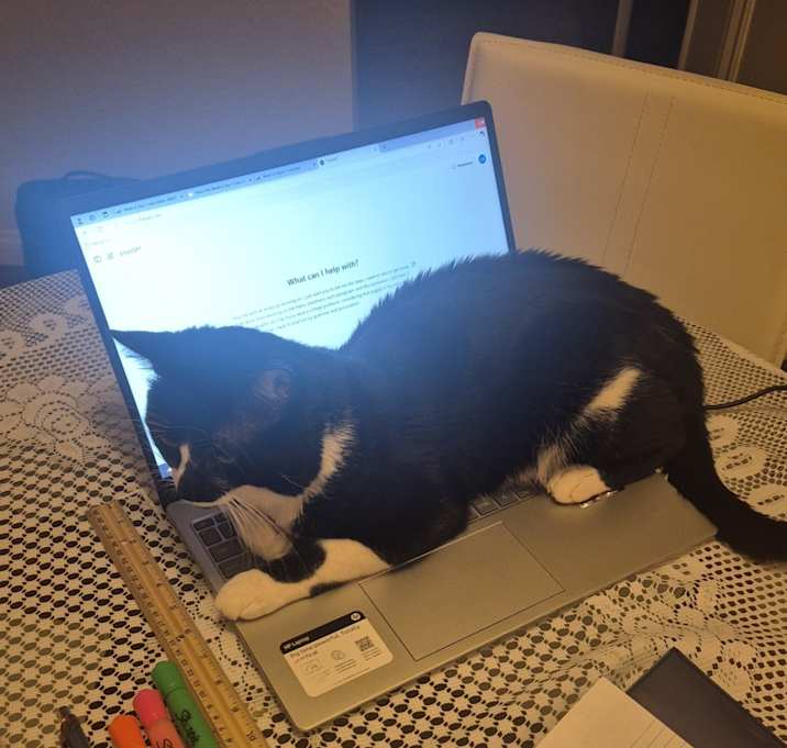 Photo of Figaro