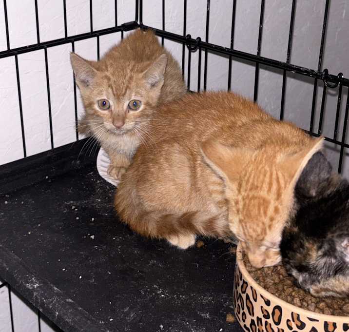 Photo of Oliver & Leo