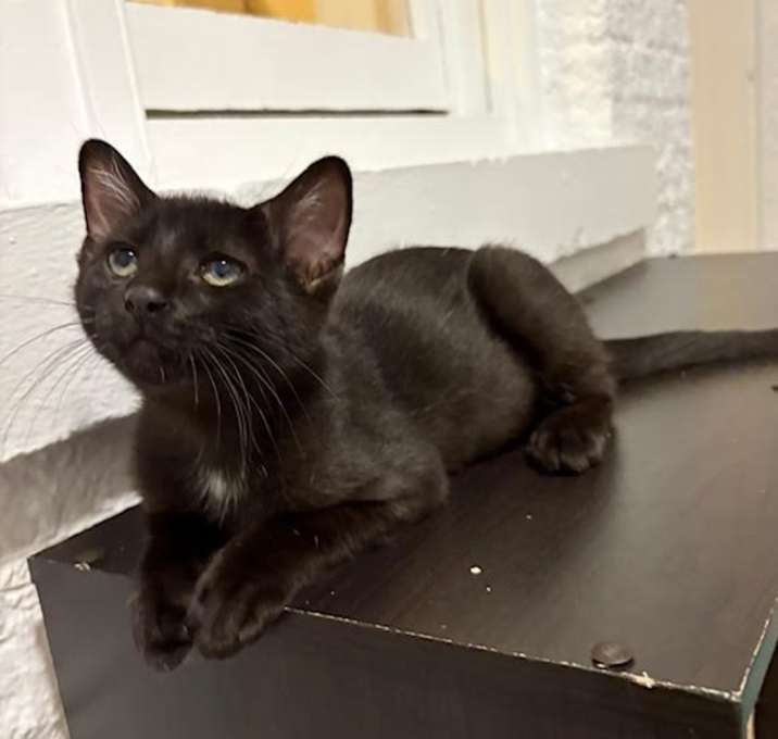 Photo of Jiji