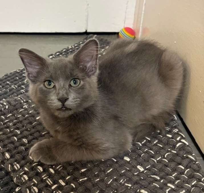 Photo of Mr. Sprinkles