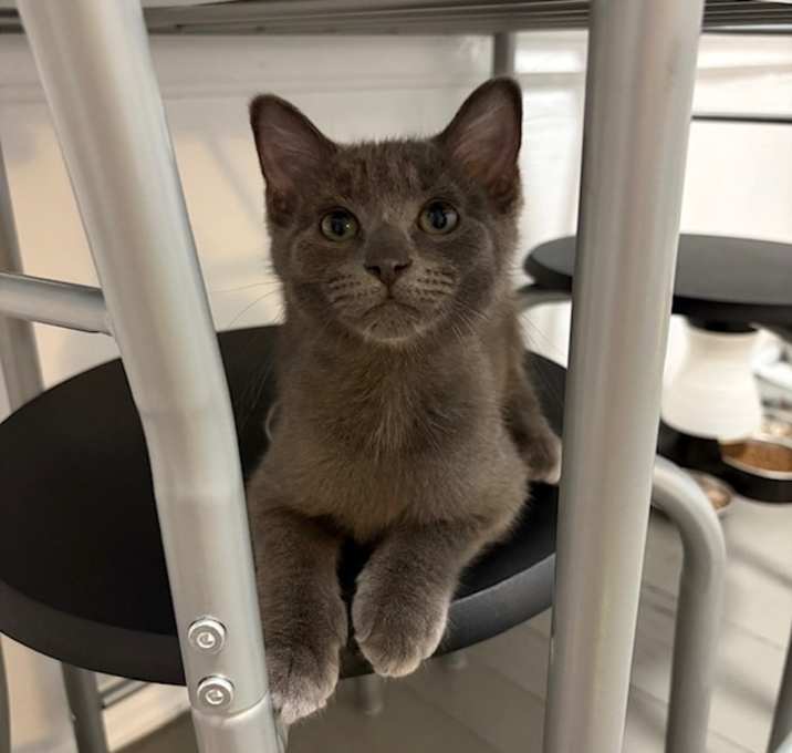 Photo of Remy
