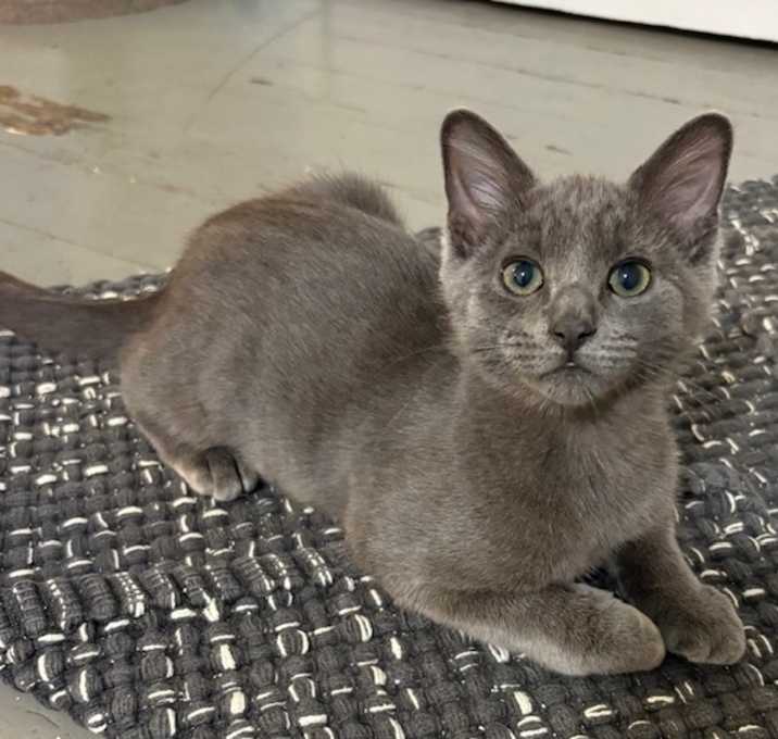 Photo of Salieri