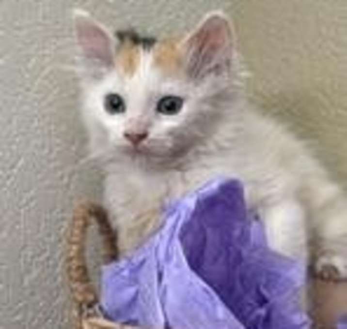 Photo of Pearl
