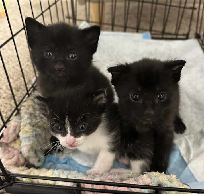 Photo of Three Kittens