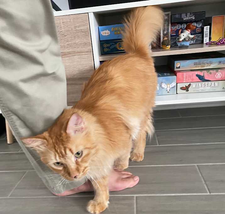 Photo of Simba