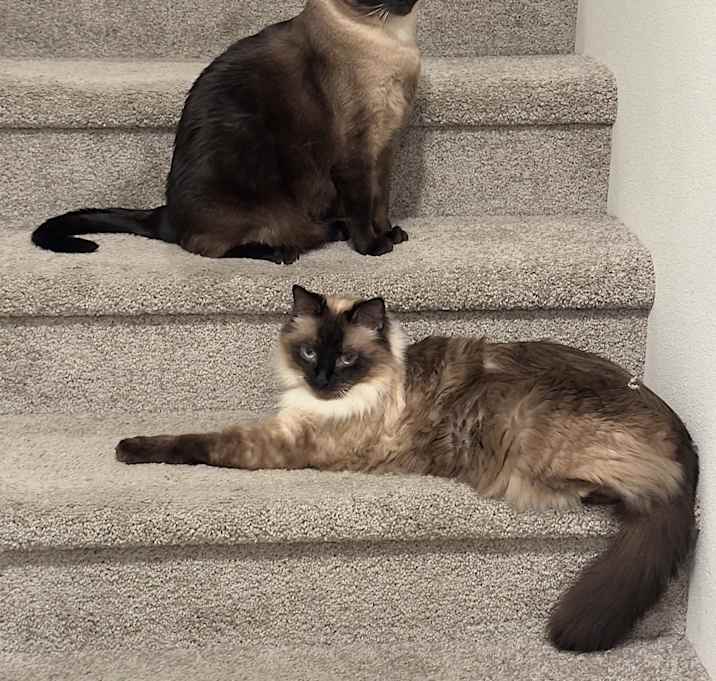 Photo of Luna & Willow