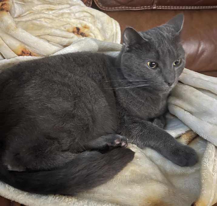 Photo of Mochi