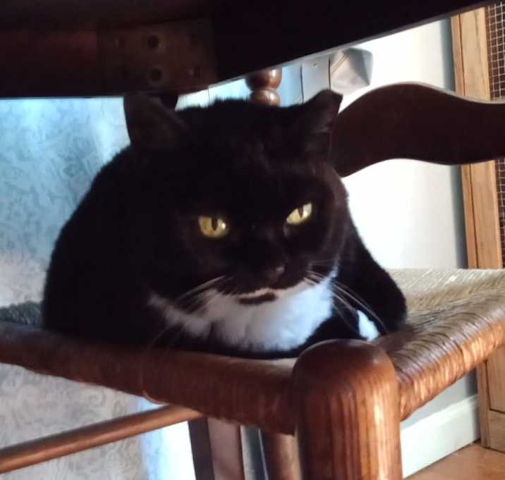 Photo of Mabel
