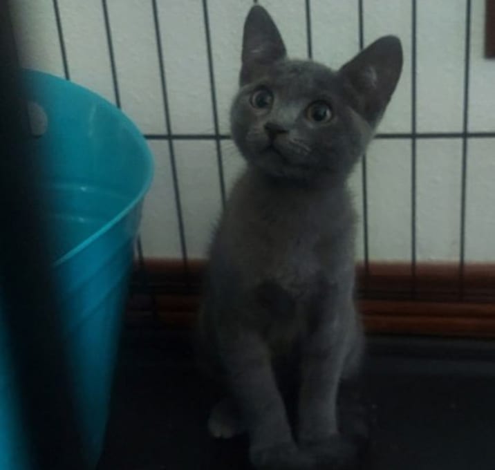 Photo of BABY BLUE