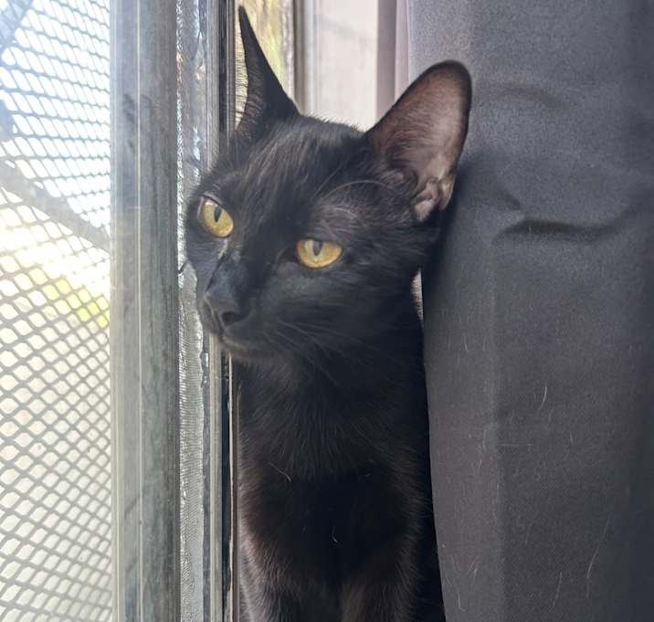 Photo of Jiji