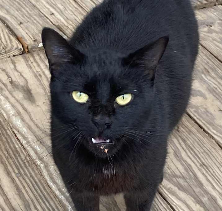 Photo of Blackie