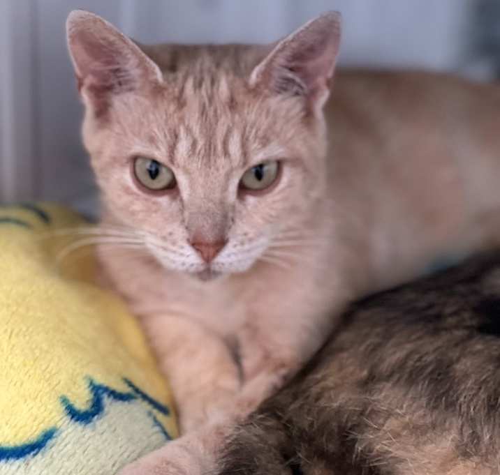 Photo of Peach