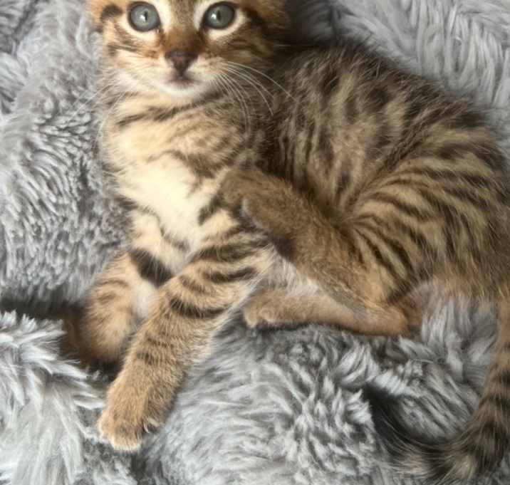 Photo of Tiger Lily