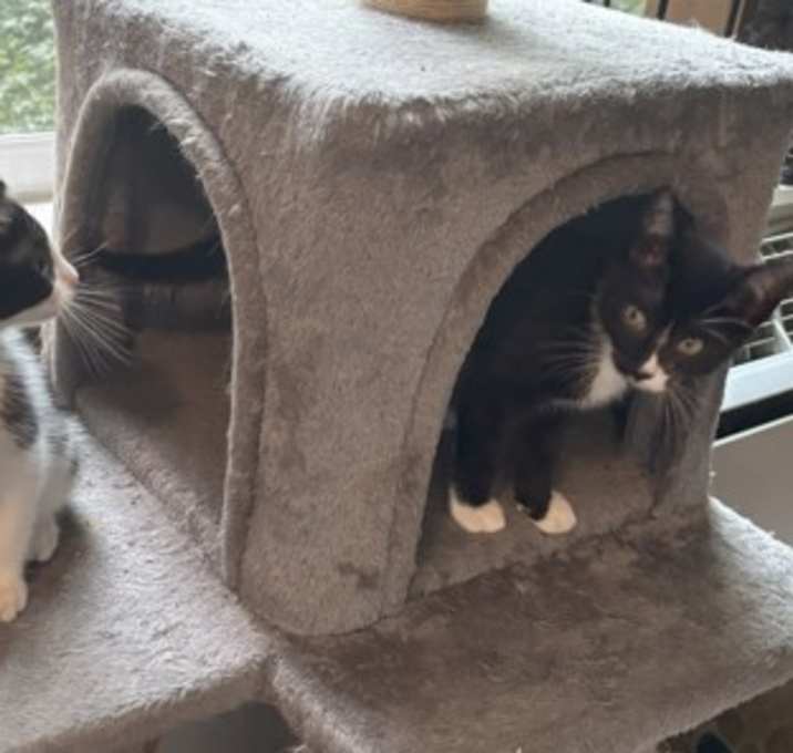 Photo of Domino