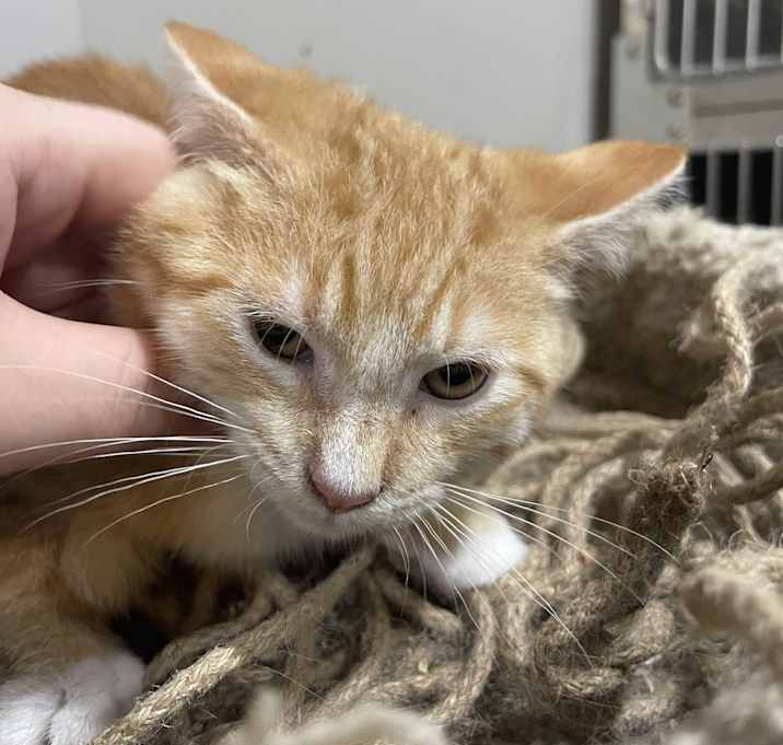 Photo of Tangerine